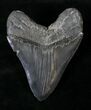 Collector Quality Megalodon Tooth - Sharp Serrations #19387-2